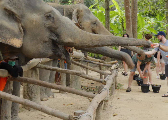 temp-elephant-jungle-sanctuary-samui